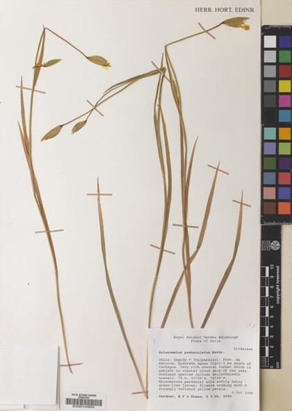 Solenomelus pedunculatus [Espécimen: ]