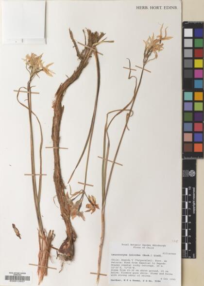 Leucocoryne ixioides [Espécimen: ]