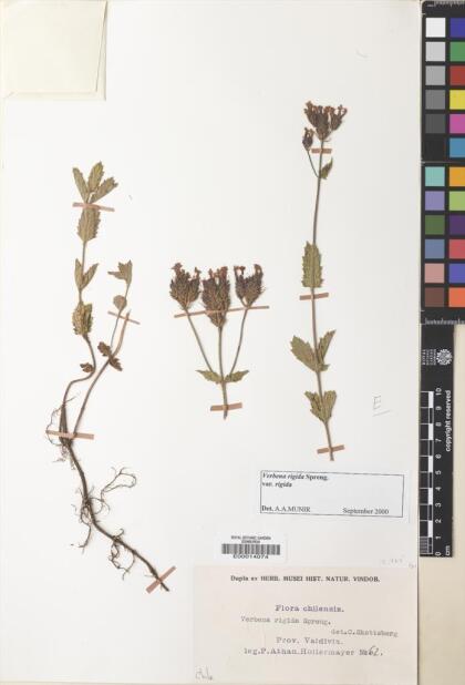 Verbena rigida [Espécimen: ]