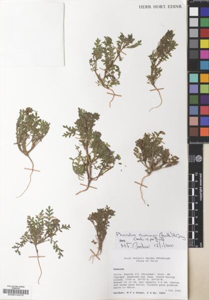 Phacelia cumingii [Espécimen: ]
