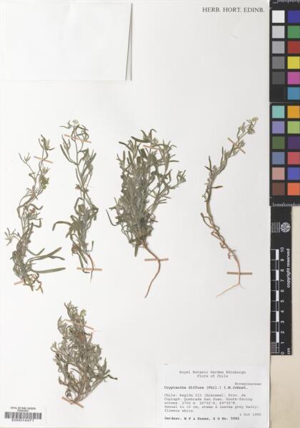 Cryptantha diffusa [Espécimen: ]
