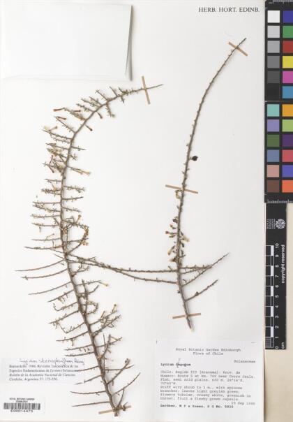 Lycium stenophyllum [Espécimen: ]