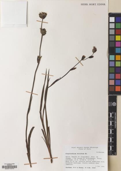Sisyrinchium striatum [Espécimen: ]