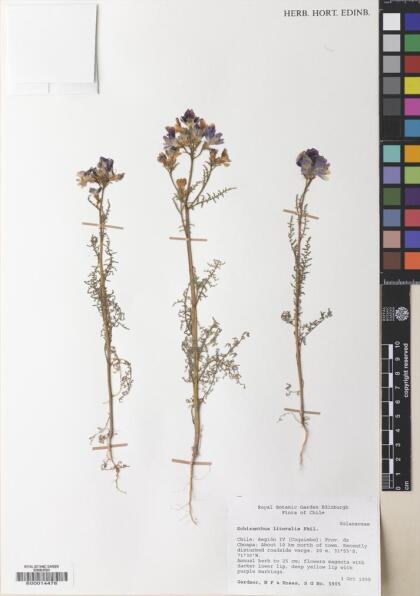 Schizanthus carlomunozii var. dilutimaculatus [Espécimen: ]