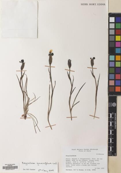 Sisyrinchium graminifolium [Espécimen: ]