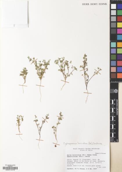 Cyclospermum laciniatum [Espécimen: ]