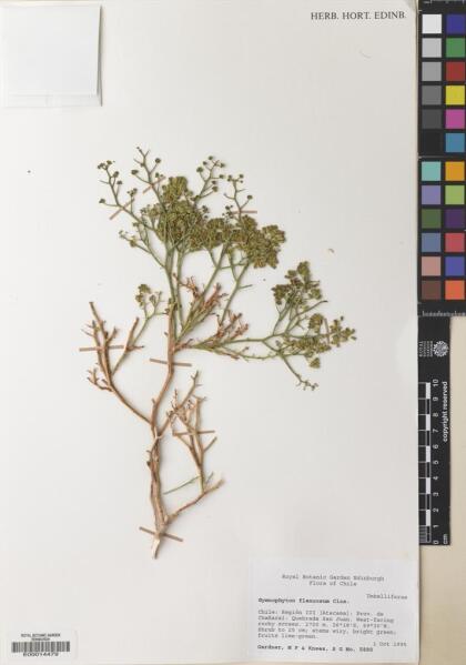 Gymnophyton flexuosum [Espécimen: ]