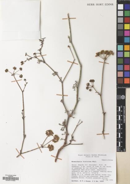 Eremocharis fruticosa [Espécimen: ]