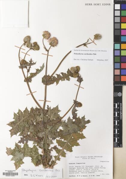 Polyachyrus carduoides [Espécimen: ]