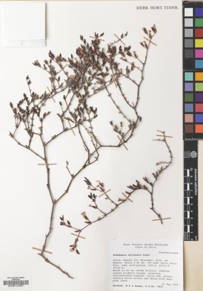 Frankenia chilensis [Espécimen: ]