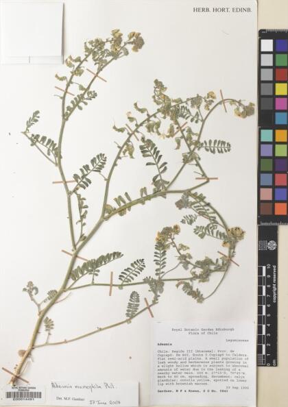 Adesmia eremophila [Espécimen: ]