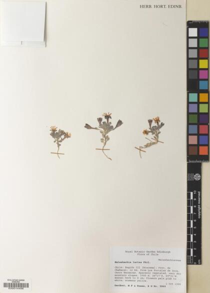 Malesherbia lactea var. lactea [Espécimen: ]