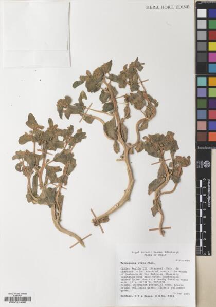 Tetragonia ovata [Espécimen: ]