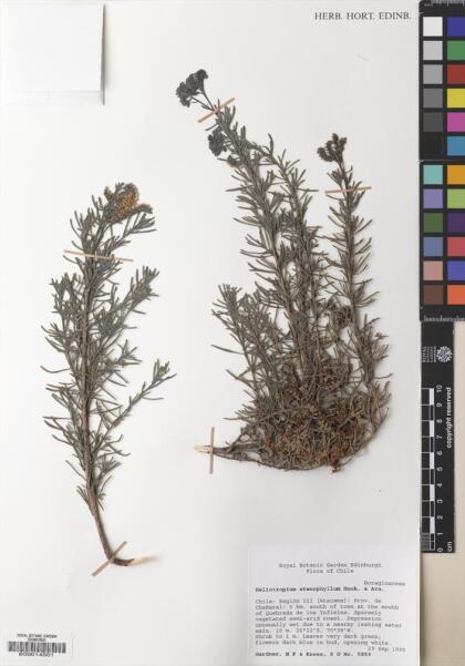 Heliotropium floridum [Espécimen: ]