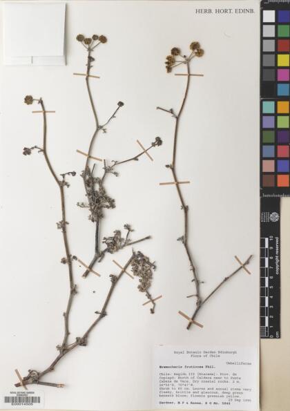 Eremocharis fruticosa [Espécimen: ]