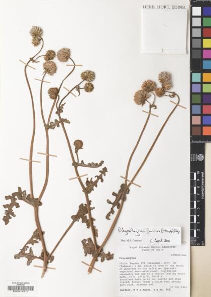 Polyachyrus fuscus [Espécimen: ]