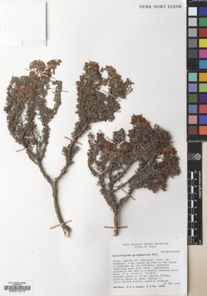 Heliotropium pycnophyllum [Espécimen: ]
