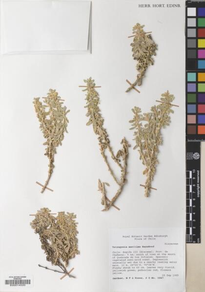Tetragonia maritima [Espécimen: ]
