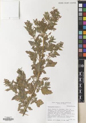 Chenopodiastrum murale [Espécimen: ]