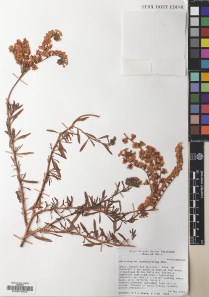 Heliotropium linariifolium [Espécimen: ]