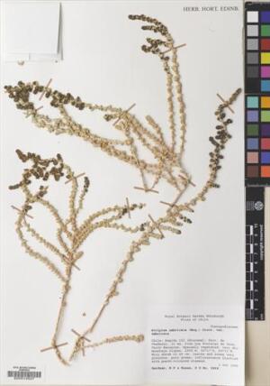 Atriplex imbricata [Espécimen: ]