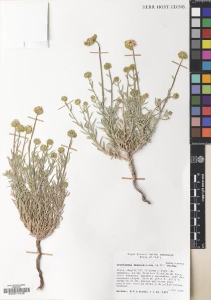 Cryptantha gnaphalioides [Espécimen: ]