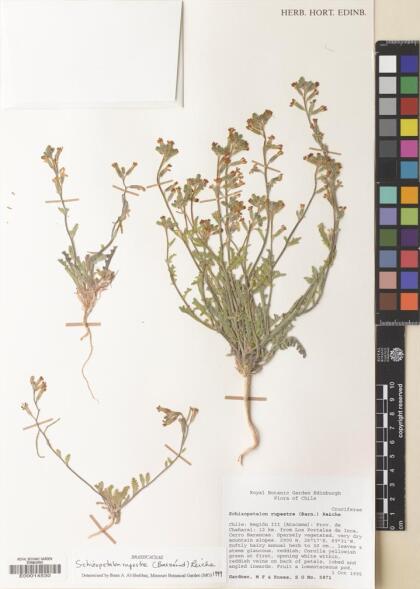 Schizopetalon rupestre [Espécimen: ]