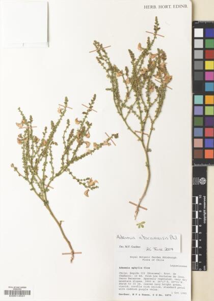 Adesmia atacamensis [Espécimen: ]