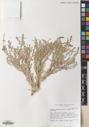 Atriplex imbricata [Espécimen: ]