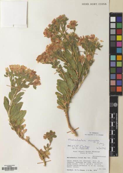 Malesherbia solanoides [Espécimen: ]