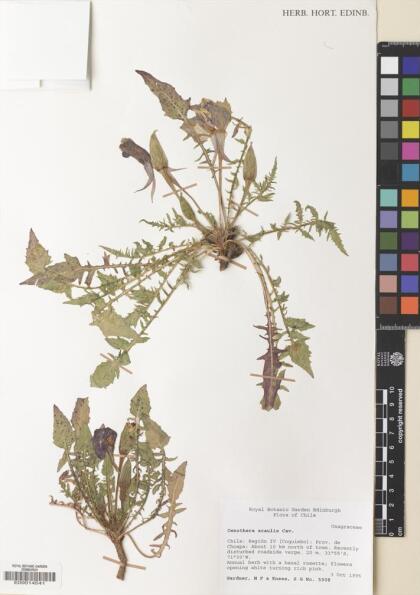 Oenothera acaulis [Espécimen: ]