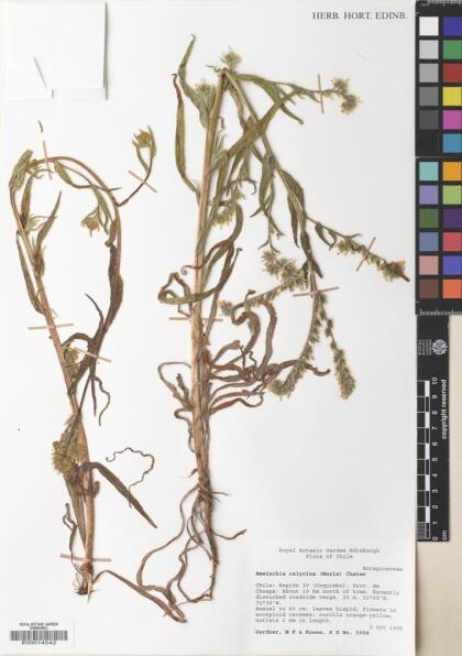 Amsinckia calycina [Espécimen: ]