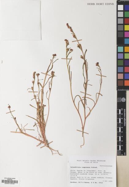 Calandrinia compressa [Espécimen: ]