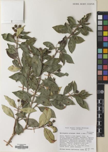Myrceugenia planipes [Espécimen: ]