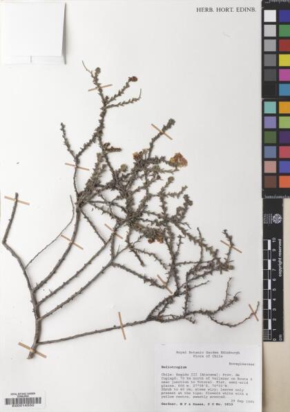 Heliotropium chenopodiaceum [Espécimen: ]