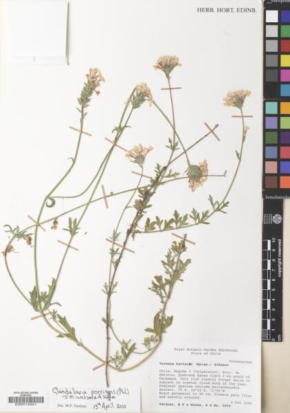 Glandularia porrigens [Espécimen: ]