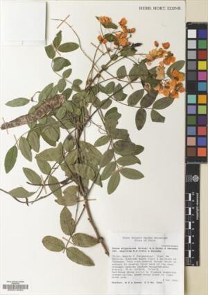 Senna stipulacea [Espécimen: ]