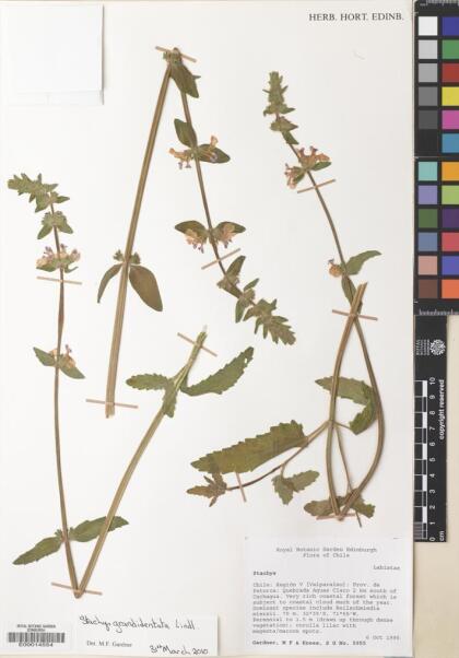 Stachys grandidentata [Espécimen: ]