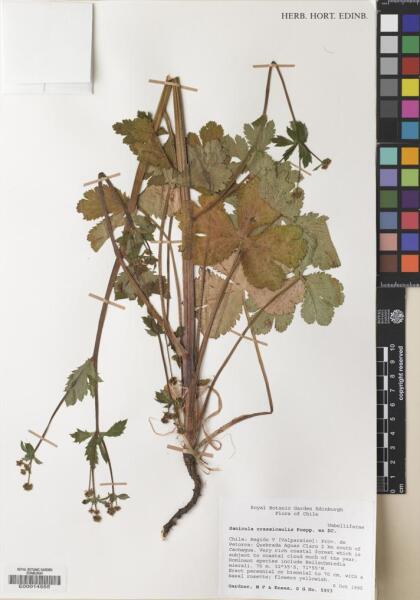 Sanicula crassicaulis [Espécimen: ]