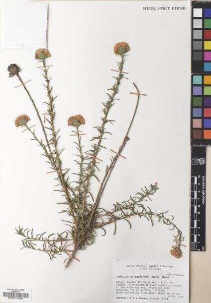 Junellia selaginoides [Espécimen: ]