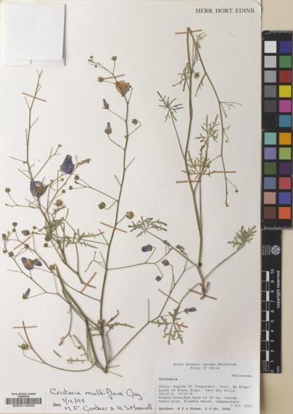 Cristaria multiflora [Espécimen: ]