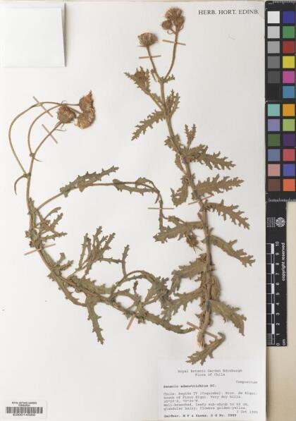 Senecio adenotrichius [Espécimen: ]