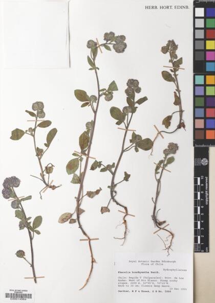 Phacelia brachyantha [Espécimen: ]