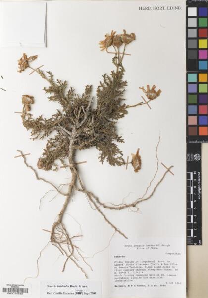 Senecio bahioides [Espécimen: ]