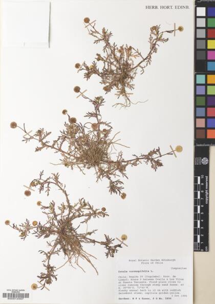 Cotula coronopifolia [Espécimen: ]