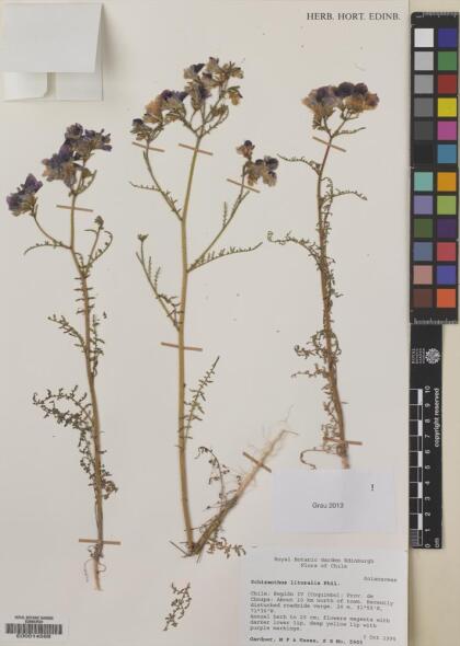 Schizanthus carlomunozii var. dilutimaculatus [Espécimen: ]