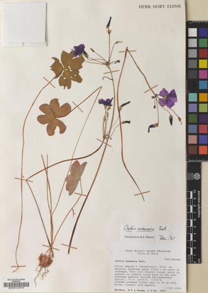 Oxalis arenaria [Espécimen: ]