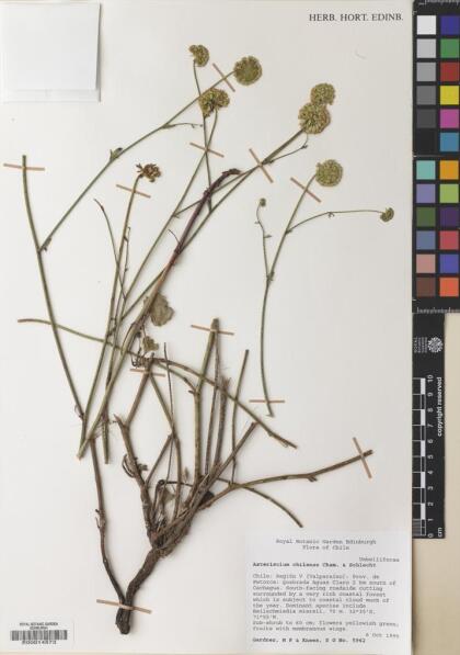 Asteriscium chilense [Espécimen: ]