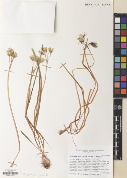 Tristagma porrifolium [Espécimen: ]