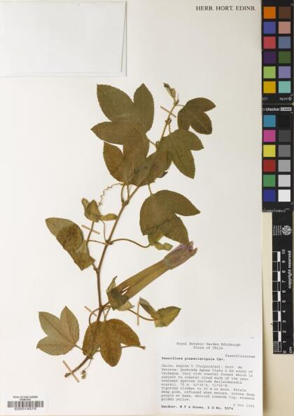 Passiflora pinnatistipula [Espécimen: ]